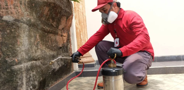 Solusi Efektif Jasa Anti Rayap untuk Rumah, Kantor, dan Gedung Komersial